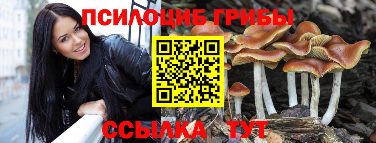 Кизляр  Галлюциногенные грибы Psilocybine cubensis  Вход с VPN 